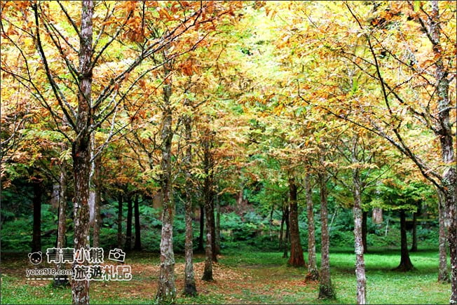 南投景點》杉林溪森林生態渡假園區．賞楓葉 黃金水杉木~季節限定必賞美景 @青青小熊＊旅遊札記