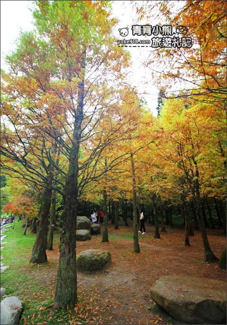 南投景點》杉林溪森林生態渡假園區．賞楓葉 黃金水杉木~季節限定必賞美景 @青青小熊＊旅遊札記