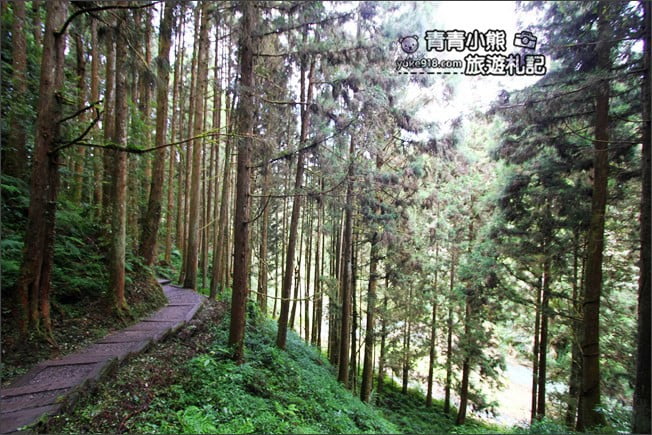 南投景點》杉林溪森林生態渡假園區．賞楓葉 黃金水杉木~季節限定必賞美景 @青青小熊＊旅遊札記