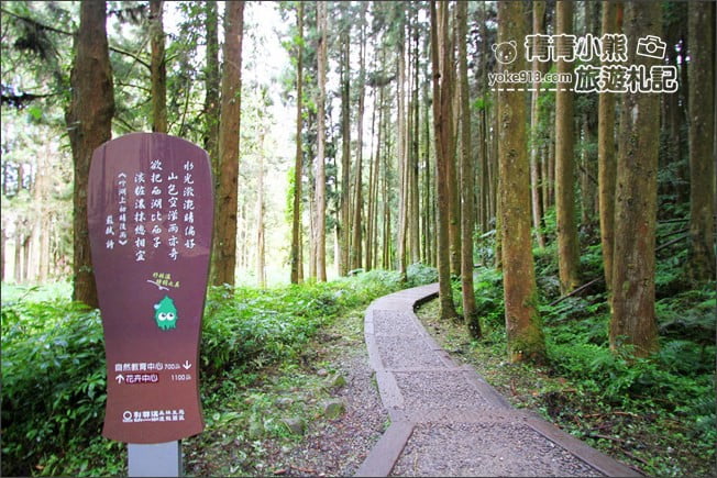 南投景點》杉林溪森林生態渡假園區．賞楓葉 黃金水杉木~季節限定必賞美景 @青青小熊＊旅遊札記