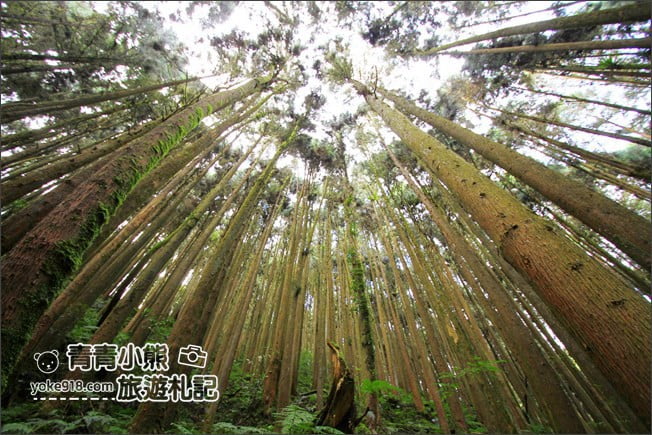 南投景點》杉林溪森林生態渡假園區．賞楓葉 黃金水杉木~季節限定必賞美景 @青青小熊＊旅遊札記