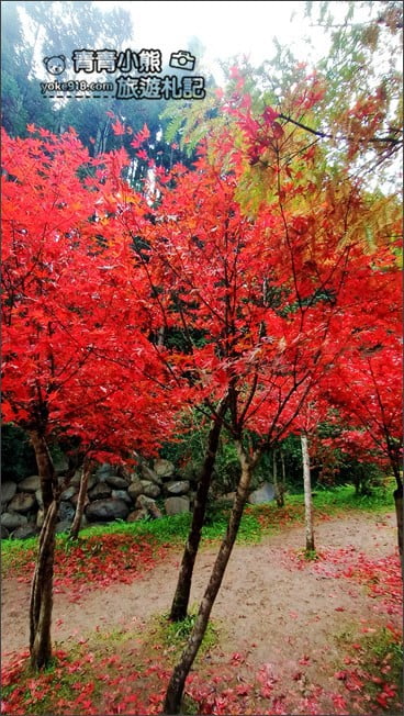 南投景點》杉林溪森林生態渡假園區．賞楓葉 黃金水杉木~季節限定必賞美景 @青青小熊＊旅遊札記