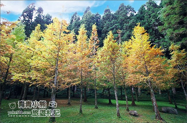 南投景點》杉林溪森林生態渡假園區．賞楓葉 黃金水杉木~季節限定必賞美景 @青青小熊＊旅遊札記