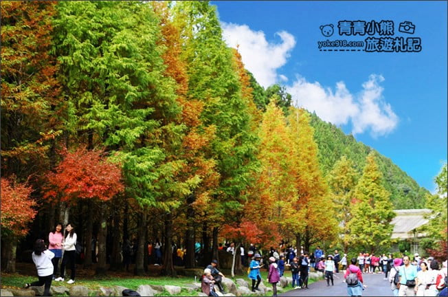 南投景點》杉林溪森林生態渡假園區．賞楓葉 黃金水杉木~季節限定必賞美景 @青青小熊＊旅遊札記
