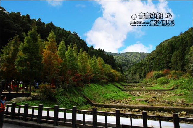 南投景點》杉林溪森林生態渡假園區．賞楓葉 黃金水杉木~季節限定必賞美景 @青青小熊＊旅遊札記