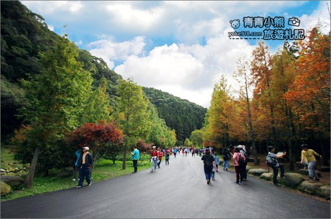 南投景點》杉林溪森林生態渡假園區．賞楓葉 黃金水杉木~季節限定必賞美景 @青青小熊＊旅遊札記