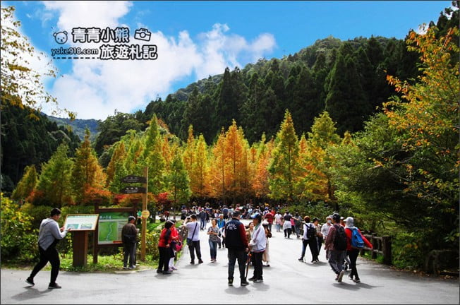 南投景點》杉林溪森林生態渡假園區．賞楓葉 黃金水杉木~季節限定必賞美景 @青青小熊＊旅遊札記