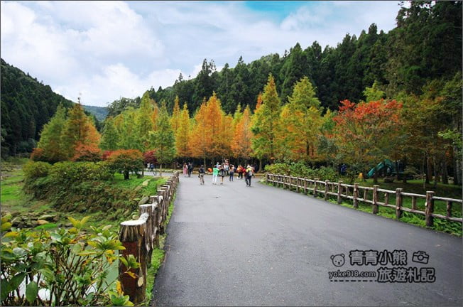 南投景點》杉林溪森林生態渡假園區．賞楓葉 黃金水杉木~季節限定必賞美景 @青青小熊＊旅遊札記