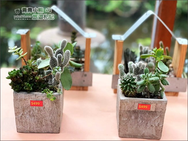 桃園景點》楊梅雅聞魅力博覽館．北部最美的玫瑰花園還有浪漫的落羽松 @青青小熊＊旅遊札記