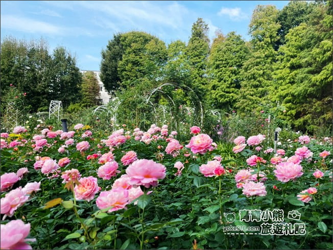 桃園景點》楊梅雅聞魅力博覽館.北部最美的玫瑰花園還有浪漫的落羽松 @青青小熊*旅遊札記 桃園景點》楊梅雅聞魅力博覽館.北部最美的玫瑰花園還有浪漫的落羽松 @青青小熊*旅遊札記