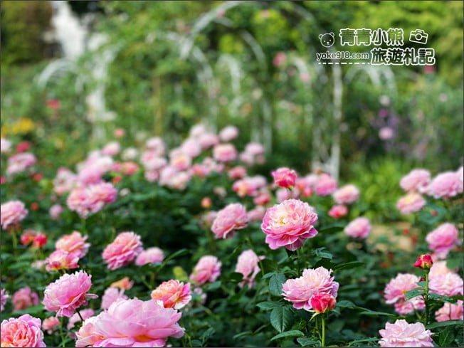 桃園景點》楊梅雅聞魅力博覽館.北部最美的玫瑰花園還有浪漫的落羽松 @青青小熊*旅遊札記 桃園景點》楊梅雅聞魅力博覽館.北部最美的玫瑰花園還有浪漫的落羽松 @青青小熊*旅遊札記