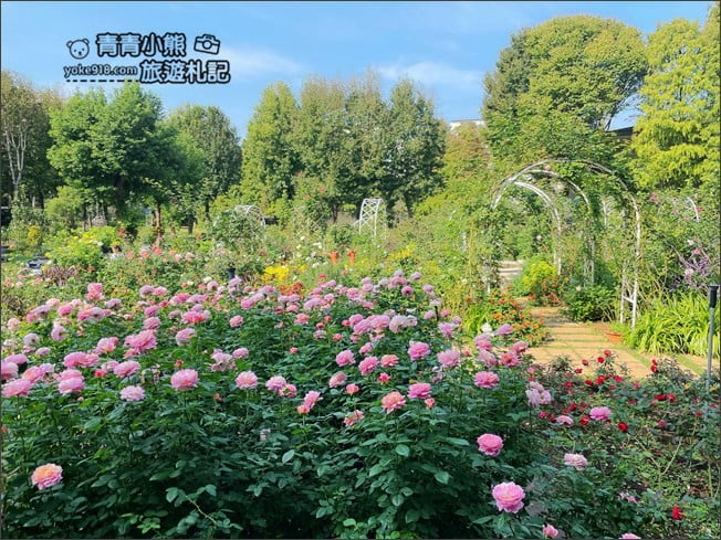 桃園景點》楊梅雅聞魅力博覽館.北部最美的玫瑰花園還有浪漫的落羽松 @青青小熊*旅遊札記 桃園景點》楊梅雅聞魅力博覽館.北部最美的玫瑰花園還有浪漫的落羽松 @青青小熊*旅遊札記