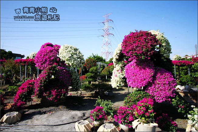 彰化田尾新景點》人形九重葛花田.私房免門票景點~花瀑、人形九重葛拍照去 @青青小熊*旅遊札記 彰化田尾新景點》人形九重葛花田.私房免門票景點~花瀑、人形九重葛拍照去 @青青小熊*旅遊札記