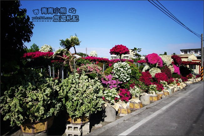 彰化田尾新景點》人形九重葛花田.私房免門票景點~花瀑、人形九重葛拍照去 @青青小熊*旅遊札記 彰化田尾新景點》人形九重葛花田.私房免門票景點~花瀑、人形九重葛拍照去 @青青小熊*旅遊札記