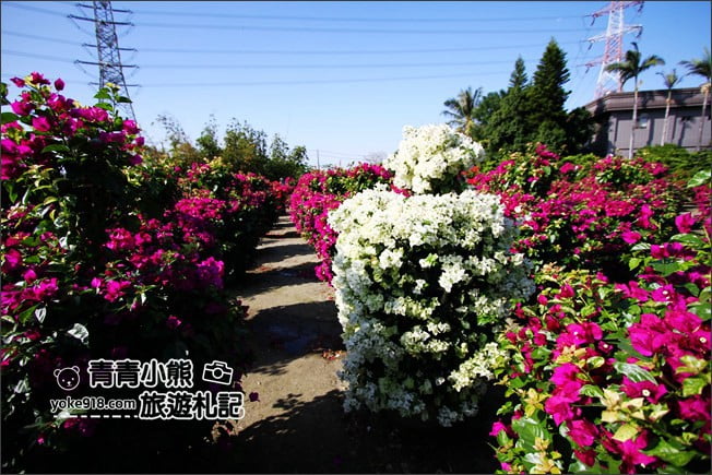 彰化田尾新景點》人形九重葛花田.私房免門票景點~花瀑、人形九重葛拍照去 @青青小熊*旅遊札記 彰化田尾新景點》人形九重葛花田.私房免門票景點~花瀑、人形九重葛拍照去 @青青小熊*旅遊札記