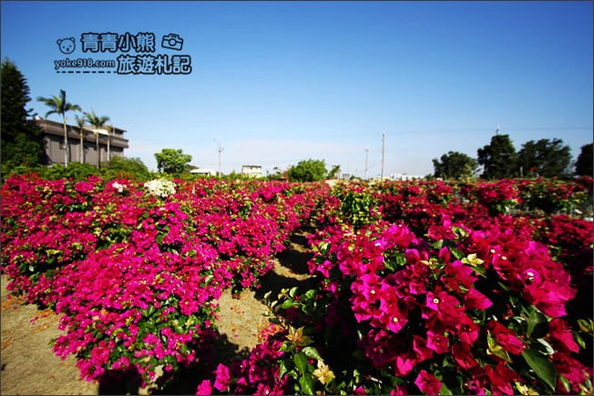 彰化田尾新景點》人形九重葛花田.私房免門票景點~花瀑、人形九重葛拍照去 @青青小熊*旅遊札記 彰化田尾新景點》人形九重葛花田.私房免門票景點~花瀑、人形九重葛拍照去 @青青小熊*旅遊札記