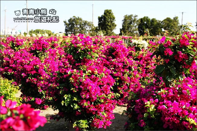 彰化田尾新景點》人形九重葛花田.私房免門票景點~花瀑、人形九重葛拍照去 @青青小熊*旅遊札記 彰化田尾新景點》人形九重葛花田.私房免門票景點~花瀑、人形九重葛拍照去 @青青小熊*旅遊札記