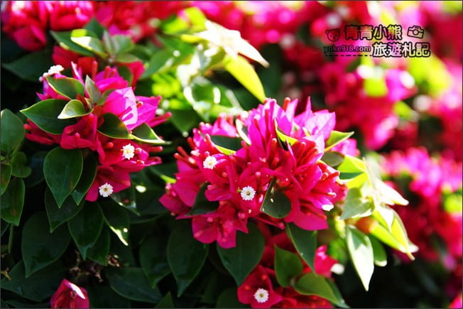 彰化田尾新景點》人形九重葛花田.私房免門票景點~花瀑、人形九重葛拍照去 @青青小熊*旅遊札記 彰化田尾新景點》人形九重葛花田.私房免門票景點~花瀑、人形九重葛拍照去 @青青小熊*旅遊札記