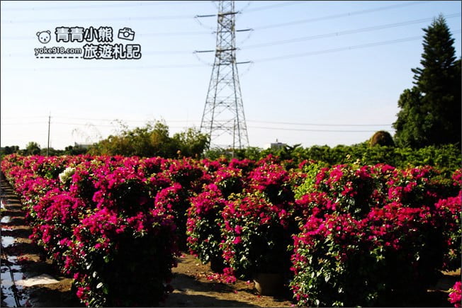 彰化田尾新景點》人形九重葛花田.私房免門票景點~花瀑、人形九重葛拍照去 @青青小熊*旅遊札記 彰化田尾新景點》人形九重葛花田.私房免門票景點~花瀑、人形九重葛拍照去 @青青小熊*旅遊札記