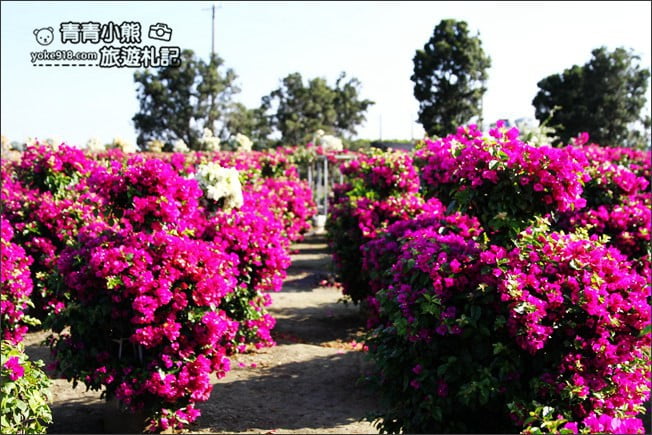 彰化田尾新景點》人形九重葛花田.私房免門票景點~花瀑、人形九重葛拍照去 @青青小熊*旅遊札記 彰化田尾新景點》人形九重葛花田.私房免門票景點~花瀑、人形九重葛拍照去 @青青小熊*旅遊札記