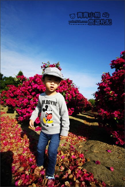 彰化田尾新景點》人形九重葛花田.私房免門票景點~花瀑、人形九重葛拍照去 @青青小熊*旅遊札記 彰化田尾新景點》人形九重葛花田.私房免門票景點~花瀑、人形九重葛拍照去 @青青小熊*旅遊札記
