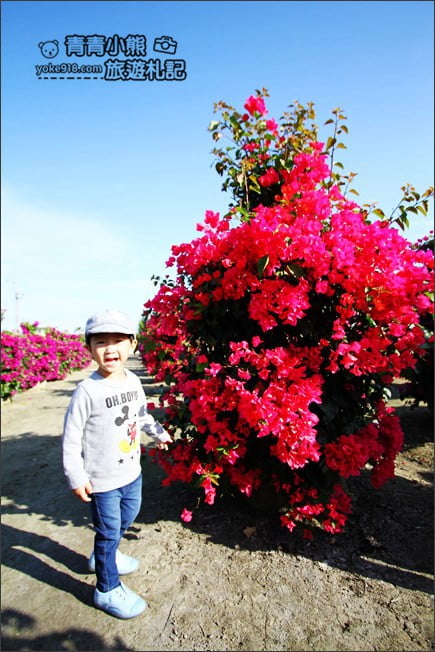 彰化田尾新景點》人形九重葛花田.私房免門票景點~花瀑、人形九重葛拍照去 @青青小熊*旅遊札記 彰化田尾新景點》人形九重葛花田.私房免門票景點~花瀑、人形九重葛拍照去 @青青小熊*旅遊札記