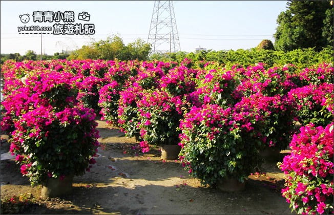 彰化田尾新景點》人形九重葛花田.私房免門票景點~花瀑、人形九重葛拍照去 @青青小熊*旅遊札記 彰化田尾新景點》人形九重葛花田.私房免門票景點~花瀑、人形九重葛拍照去 @青青小熊*旅遊札記