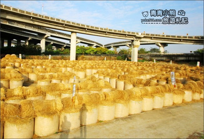 雲林》2020大埤稻草文化藝術季.稻草迷宮、可愛裝置藝術~雲林拍照新亮點 @青青小熊*旅遊札記 雲林》2020大埤稻草文化藝術季.稻草迷宮、可愛裝置藝術~雲林拍照新亮點 @青青小熊*旅遊札記