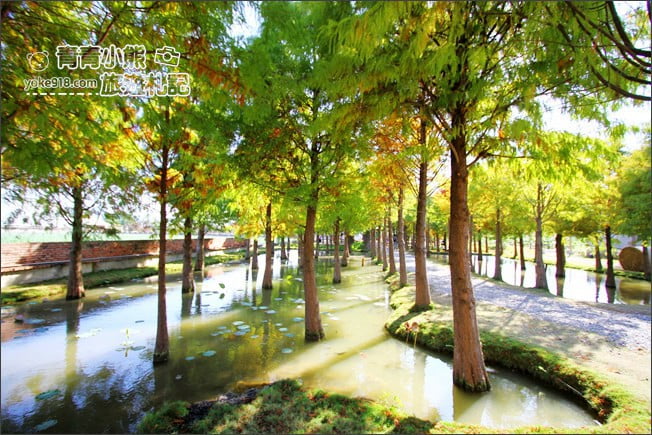 雲林景點》虎尾堀頭里28落羽松園區.落羽松已變色 @青青小熊*旅遊札記 雲林景點》虎尾堀頭里28落羽松園區.落羽松已變色 @青青小熊*旅遊札記