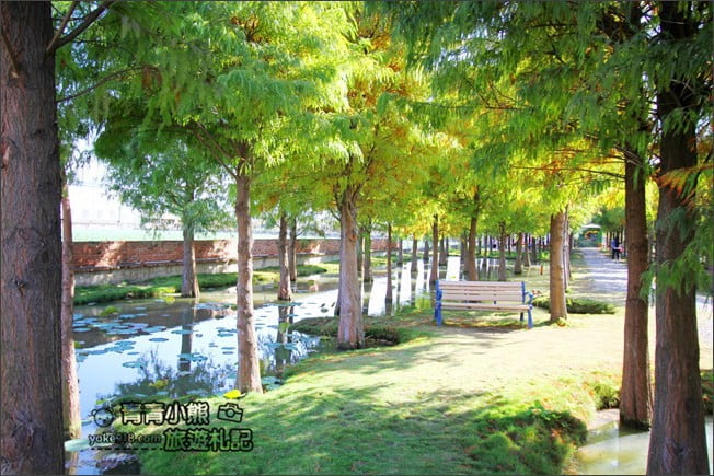 雲林景點》虎尾堀頭里28落羽松園區．落羽松已變色 @青青小熊＊旅遊札記