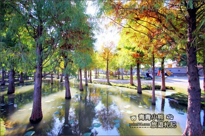 雲林景點》虎尾堀頭里28落羽松園區.落羽松已變色 @青青小熊*旅遊札記 雲林景點》虎尾堀頭里28落羽松園區.落羽松已變色 @青青小熊*旅遊札記