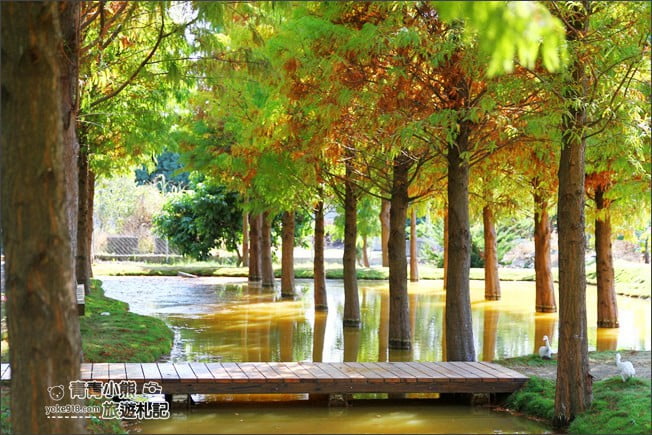雲林景點》虎尾堀頭里28落羽松園區.落羽松已變色 @青青小熊*旅遊札記 雲林景點》虎尾堀頭里28落羽松園區.落羽松已變色 @青青小熊*旅遊札記