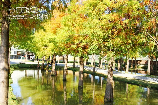 雲林景點》虎尾堀頭里28落羽松園區．落羽松已變色 @青青小熊＊旅遊札記