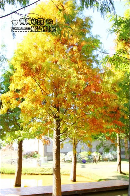 雲林景點》虎尾堀頭里28落羽松園區.落羽松已變色 @青青小熊*旅遊札記 雲林景點》虎尾堀頭里28落羽松園區.落羽松已變色 @青青小熊*旅遊札記