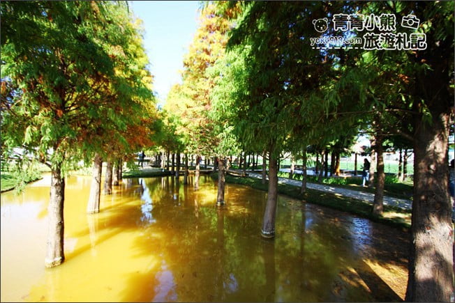 雲林景點》虎尾堀頭里28落羽松園區.落羽松已變色 @青青小熊*旅遊札記 雲林景點》虎尾堀頭里28落羽松園區.落羽松已變色 @青青小熊*旅遊札記