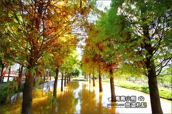 雲林景點》虎尾堀頭里28落羽松園區.落羽松已變色 @青青小熊*旅遊札記 雲林景點》虎尾堀頭里28落羽松園區.落羽松已變色 @青青小熊*旅遊札記