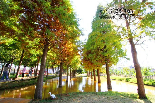 雲林景點》虎尾堀頭里28落羽松園區.落羽松已變色 @青青小熊*旅遊札記 雲林景點》虎尾堀頭里28落羽松園區.落羽松已變色 @青青小熊*旅遊札記