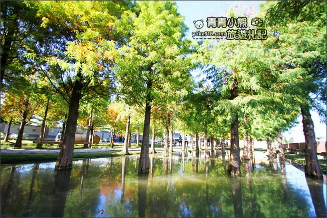 雲林景點》虎尾堀頭里28落羽松園區．落羽松已變色 @青青小熊＊旅遊札記