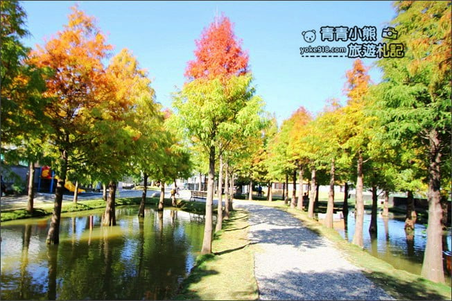 雲林景點》虎尾堀頭里28落羽松園區.落羽松已變色 @青青小熊*旅遊札記 雲林景點》虎尾堀頭里28落羽松園區.落羽松已變色 @青青小熊*旅遊札記