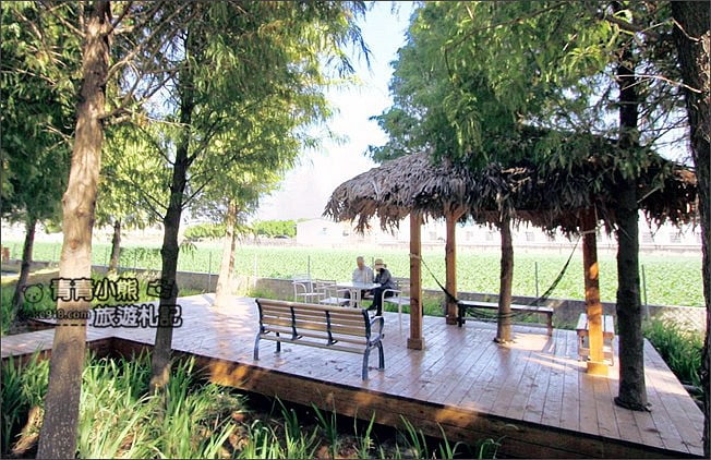 雲林景點》虎尾堀頭里28落羽松園區.落羽松已變色 @青青小熊*旅遊札記 雲林景點》虎尾堀頭里28落羽松園區.落羽松已變色 @青青小熊*旅遊札記