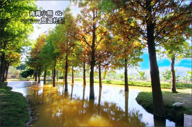 雲林景點》虎尾堀頭里28落羽松園區．落羽松已變色 @青青小熊＊旅遊札記