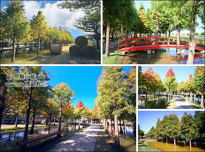雲林景點》虎尾堀頭里28落羽松園區.落羽松已變色 @青青小熊*旅遊札記 雲林景點》虎尾堀頭里28落羽松園區.落羽松已變色 @青青小熊*旅遊札記