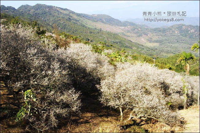 南投景點》九尖茶廠．九份二山賞梅景點~國姓賞梅花，這裡也超美 @青青小熊＊旅遊札記