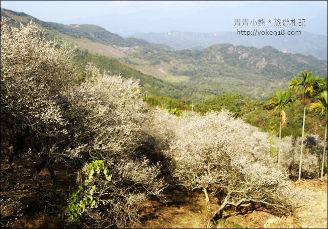 南投景點》九尖茶廠.九份二山賞梅景點~國姓賞梅花,這裡也超美 @青青小熊*旅遊札記 南投景點》九尖茶廠.九份二山賞梅景點~國姓賞梅花,這裡也超美 @青青小熊*旅遊札記