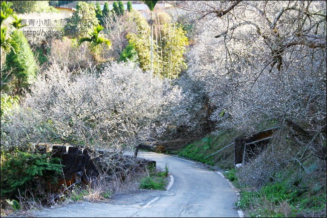 南投景點》九尖茶廠.九份二山賞梅景點~國姓賞梅花,這裡也超美 @青青小熊*旅遊札記 南投景點》九尖茶廠.九份二山賞梅景點~國姓賞梅花,這裡也超美 @青青小熊*旅遊札記