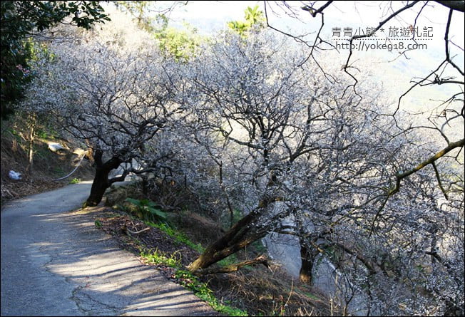 南投景點》九尖茶廠.九份二山賞梅景點~國姓賞梅花,這裡也超美 @青青小熊*旅遊札記 南投景點》九尖茶廠.九份二山賞梅景點~國姓賞梅花,這裡也超美 @青青小熊*旅遊札記