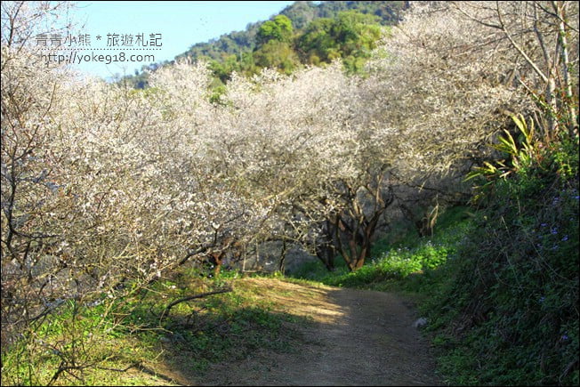 南投景點》九尖茶廠.九份二山賞梅景點~國姓賞梅花,這裡也超美 @青青小熊*旅遊札記 南投景點》九尖茶廠.九份二山賞梅景點~國姓賞梅花,這裡也超美 @青青小熊*旅遊札記
