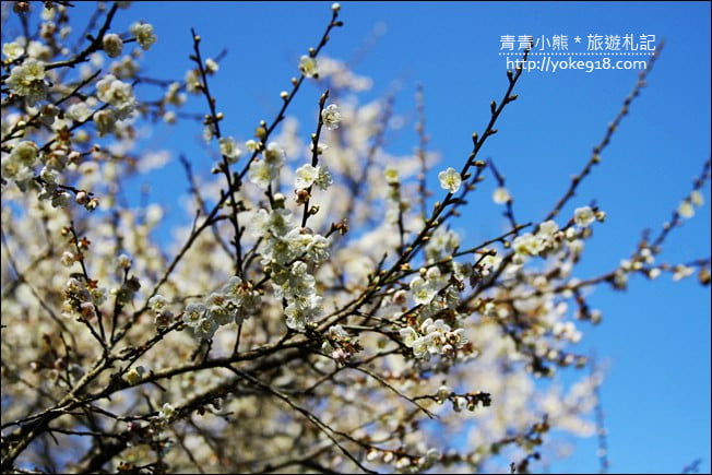 南投景點》九尖茶廠．九份二山賞梅景點~國姓賞梅花，這裡也超美 @青青小熊＊旅遊札記