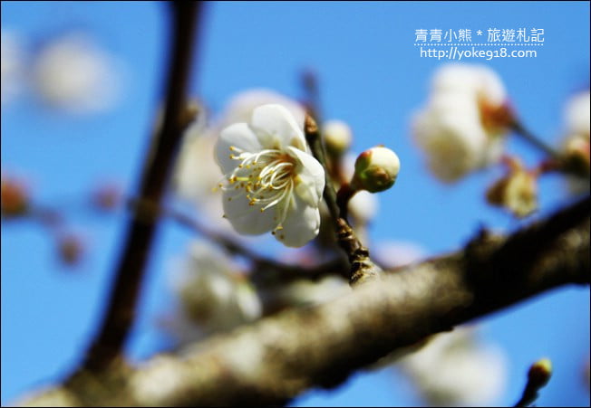 南投景點》九尖茶廠.九份二山賞梅景點~國姓賞梅花,這裡也超美 @青青小熊*旅遊札記 南投景點》九尖茶廠.九份二山賞梅景點~國姓賞梅花,這裡也超美 @青青小熊*旅遊札記
