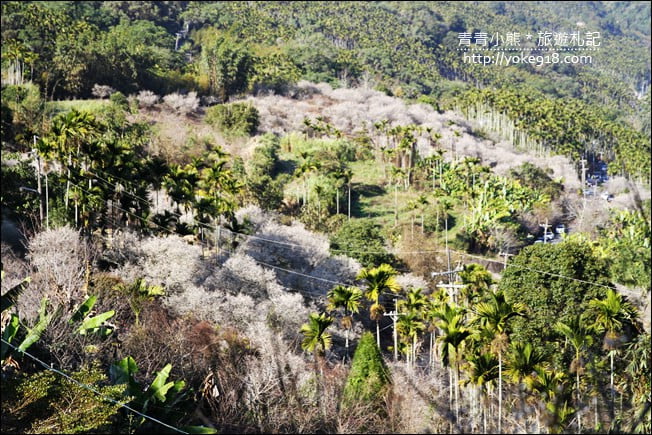 南投景點》九尖茶廠．九份二山賞梅景點~國姓賞梅花，這裡也超美 @青青小熊＊旅遊札記